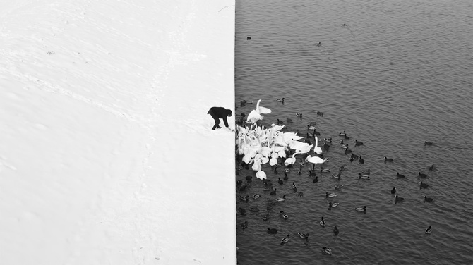 A Man Feeding Swans in the Snow - 1.