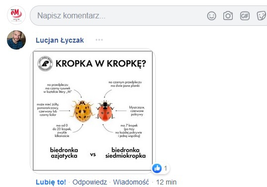 Śląskie. Plaga biedronek azjatyckich nie taka straszna 