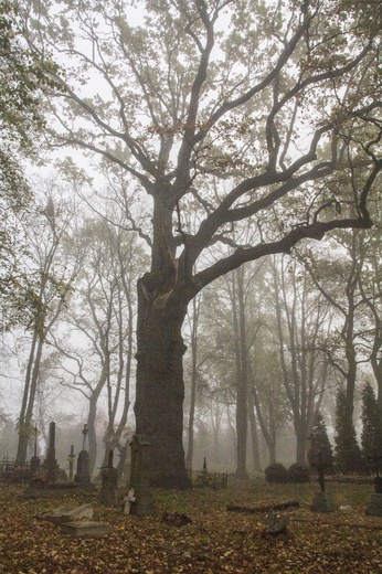 Stary Cmentarz na "Piaskach" w Miechocinie