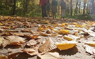 Złota polska jesień w pełnej krasie. 
Spacer nad jeziorem
24.10.2019 Pogoria