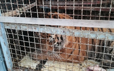 Tygrysy utknęły na polsko-białoruskim przejściu granicznym. Trafią teraz do zoo w Poznaniu