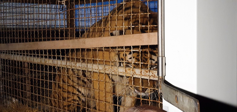 Wszystkie tygrysy, przewiezione do poznańskiego zoo, żyją