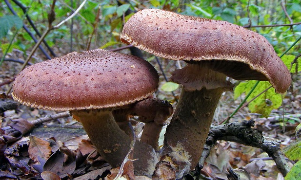 Opienka ciemna
