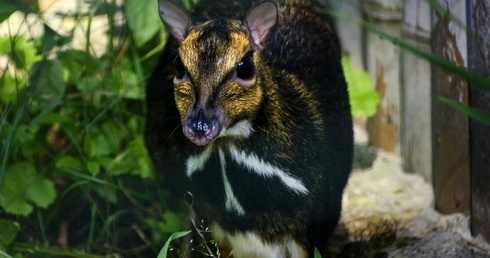 Odnaleźli zaginiony gatunek zwierząt dzięki pomocy wrocławskiego ZOO