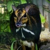 Odnaleźli zaginiony gatunek zwierząt dzięki pomocy wrocławskiego ZOO