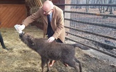 Mały żubr urodził się w Pszczynie