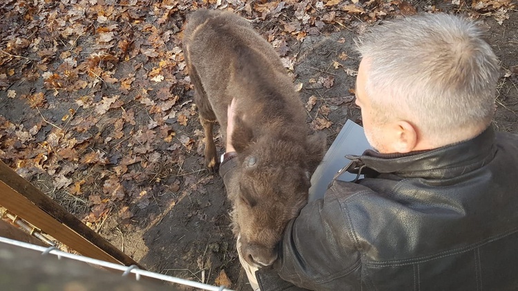 Mały żubr urodził się w Pszczynie