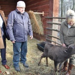 Pszczyna. Urodził się żubr