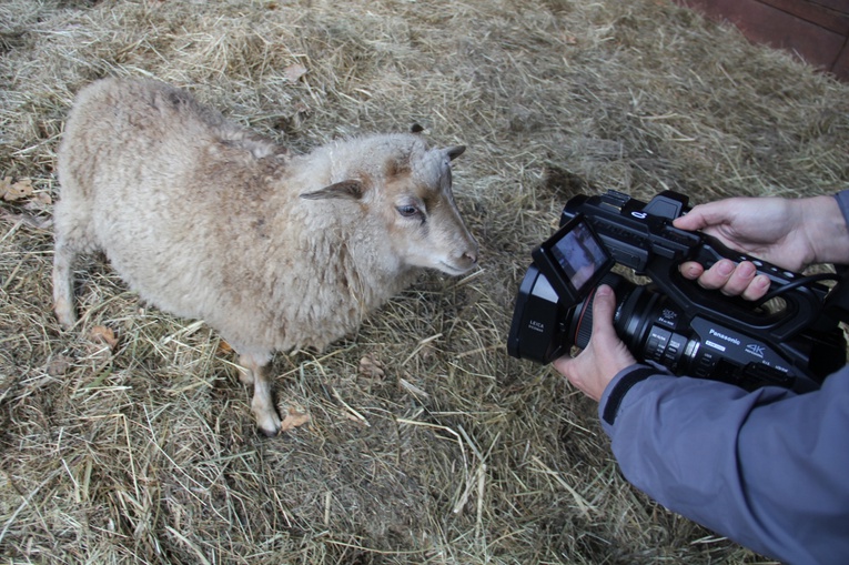 Pszczyna. Urodził się żubr