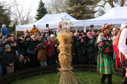 Osadzanie chochoła przed Rydlówką 2019