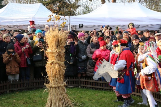 Osadzanie chochoła przed Rydlówką 2019