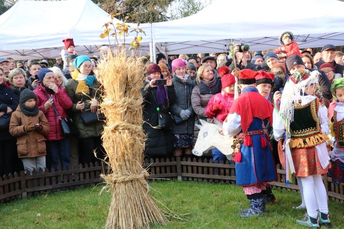 Osadzanie chochoła przed Rydlówką 2019