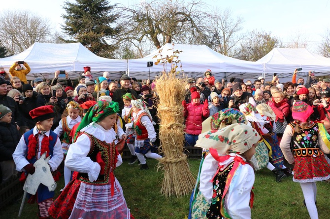 Osadzanie chochoła przed Rydlówką 2019