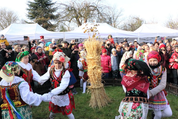 Osadzanie chochoła przed Rydlówką 2019