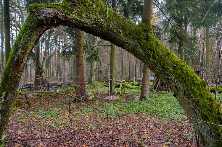 Cmentarz Leśników