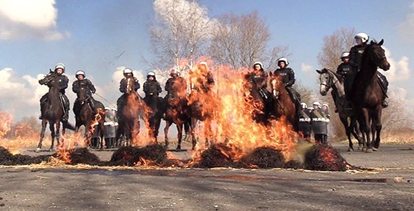 ▼	Jednym z elementów treningu jest oswajanie koni z płonącym ogniem.