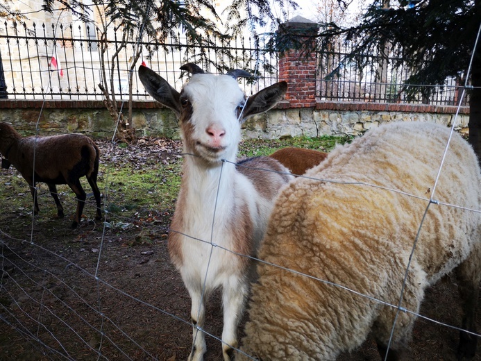 Szopka i kiermasz w Dębnie