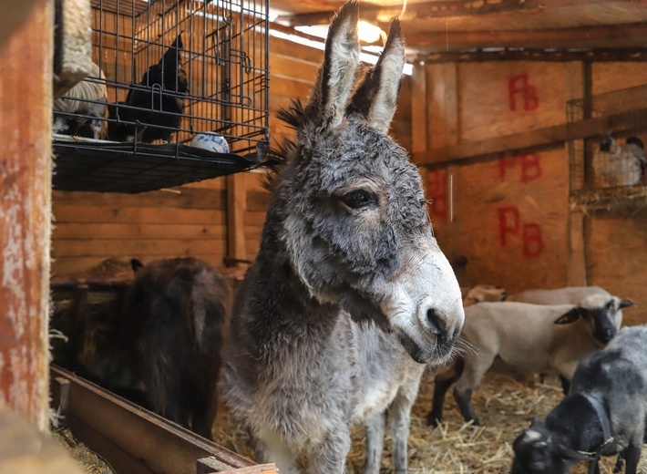 Orszak Trzech Króli w Polanowie