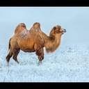 A camel held up a train in Russia