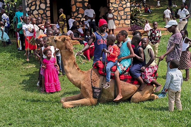 Wielbłądzia przejażdżka  na festynie w sanktuarium  w Munyonyo w Ugandzie   