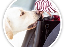 Pies asystujący potrafi wyciągnąć potrzebną rzecz z torebki i podać właścicielce.
