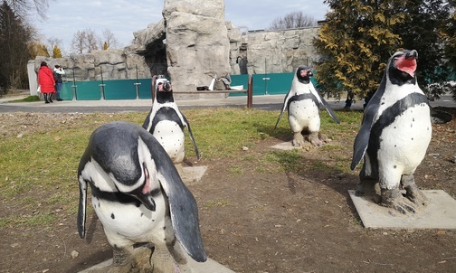Chorzów. Pingwiny aklimatyzują się w zoo