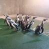 ▲	W stadzie jest większość samców. Dlatego, by wyrównać proporcje, planowane są już kolejne transporty pingwinów.