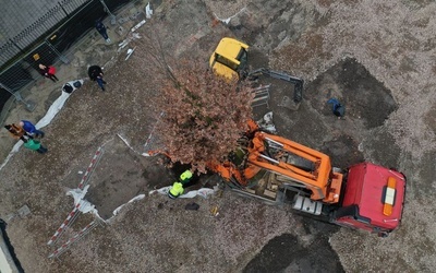 12-metrowy dąb posadzony na placu Świętego Ducha