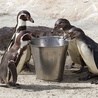 Pingwiny to prawdziwe łakomczuchy. W ogrodzie zoologicznym jedzą dwa razy dziennie – w sumie każdy osobnik pożera kilogram smakowitych ryb 