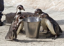 Pingwiny to prawdziwe łakomczuchy. W ogrodzie zoologicznym jedzą dwa razy dziennie – w sumie każdy osobnik pożera kilogram smakowitych ryb 