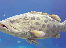 Mikroplastik zmienia ryby