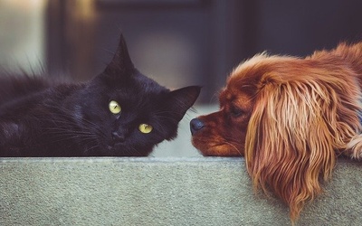 Czy psy i koty mogą przenosić koronawirusa? 