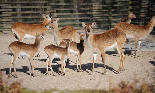 Kraków. Zoo w czasie epidemii