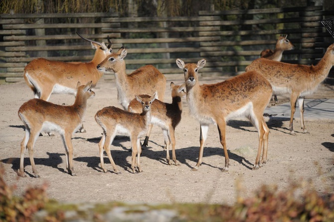 Krakowski Ogród Zoologiczny w czasie epidemii koronawirusa