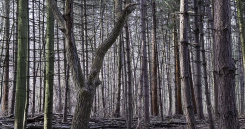 Koronawirus: Zakaz wstępu do lasów i parków narodowych