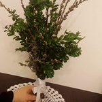 Palmy wielkanocne w naszych domach