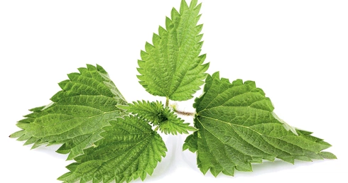 Pokrzywa nadaje się nie tylko do zaparzenia herbatki, ale również jako przyprawa do różnych dań.