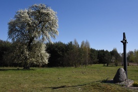 Kwitnąca grusza bł. Karoliny.