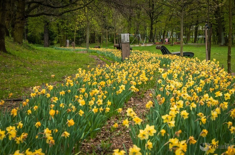 Z wirusem w Gliwicach - zdjęcia Zdzisława Dańca