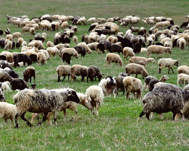 W tym roku wokół bacówek w tym rejonie Polski i Beskidzie Niskim będzie paść się blisko 5 tys. owiec. 
19.04.2020 Lutowiska