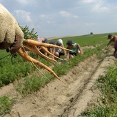 ▲	Na brak wody narażone są m.in. rośliny korzeniowe.