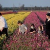 Ortodoksyjna żydowska rodzina na polach jaskrów.
30.04.2020 r. Kibuc Nir Icchak, Izrael.