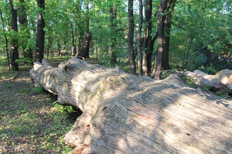 Swojczycki Park "Czarna Woda”