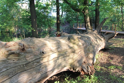 Swojczycki Park "Czarna Woda”