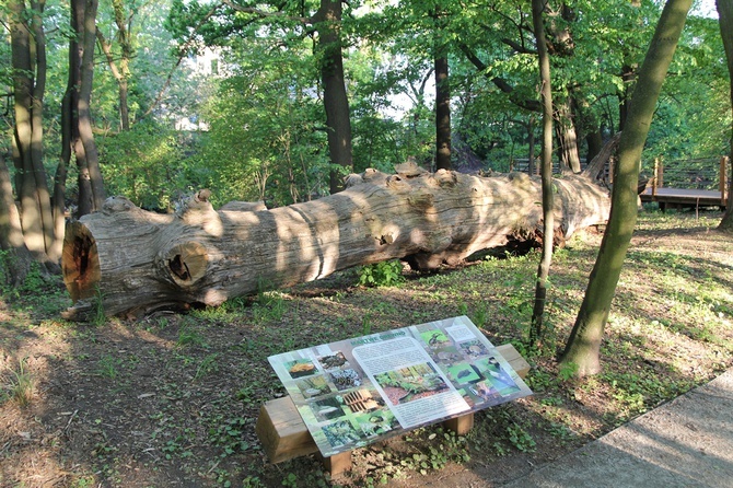 Swojczycki Park "Czarna Woda”