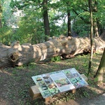 Swojczycki Park "Czarna Woda”