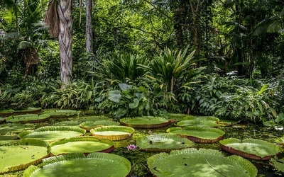 Biskupi organizują kampanię „Amazonia cię potrzebuje!”