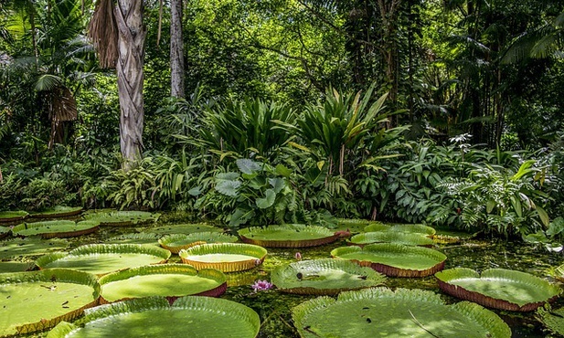 Biskupi organizują kampanię „Amazonia cię potrzebuje!”