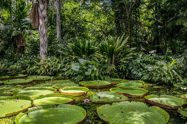 Biskupi organizują kampanię „Amazonia cię potrzebuje!”