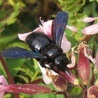 Czarna pszczoła